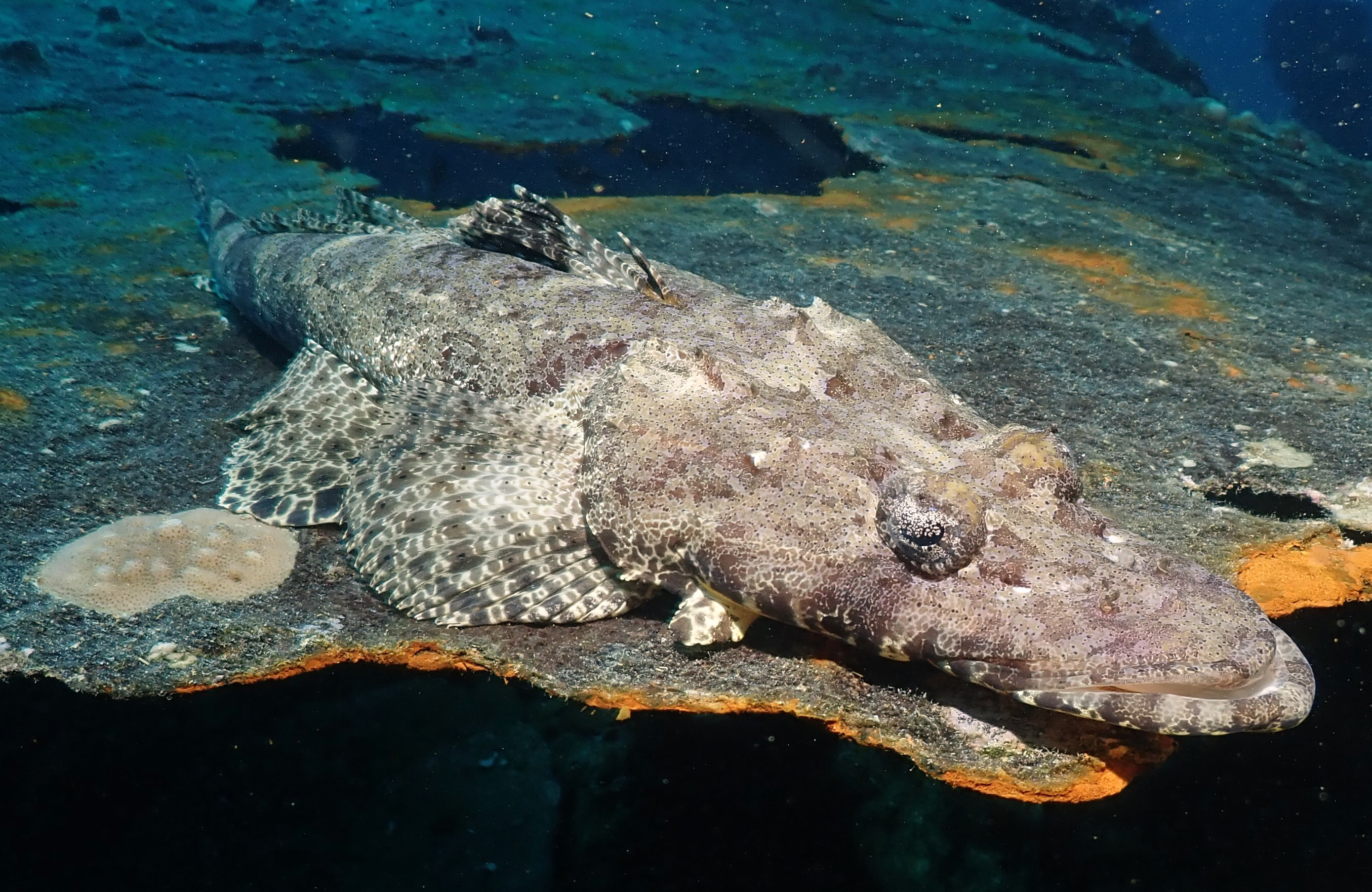 crocodilefish