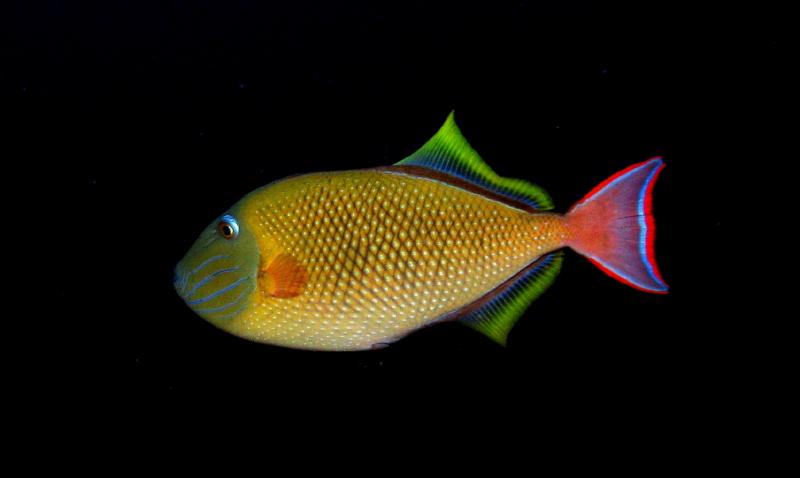 crosshatched triggerfish
