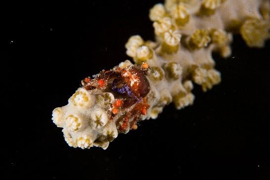 Cryptic Teardrop Crab