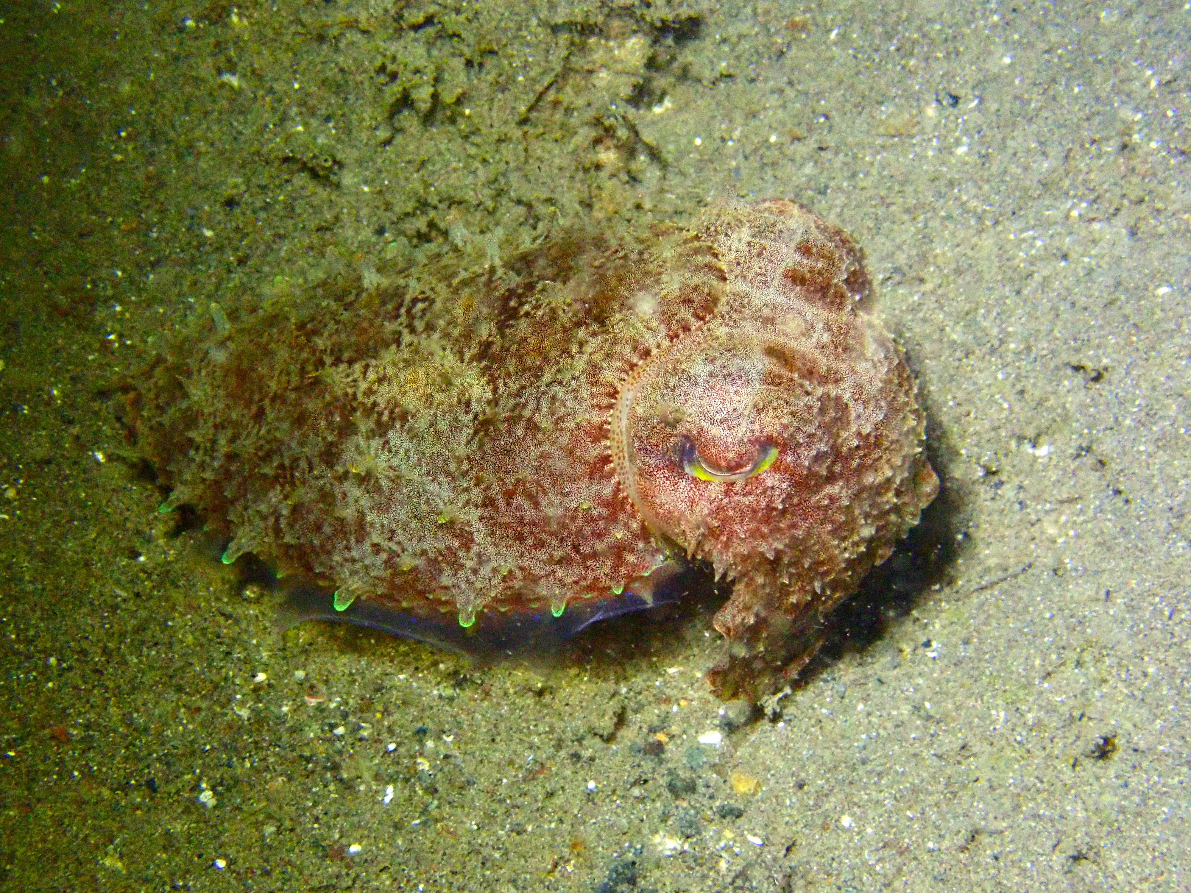 Cuddlefish