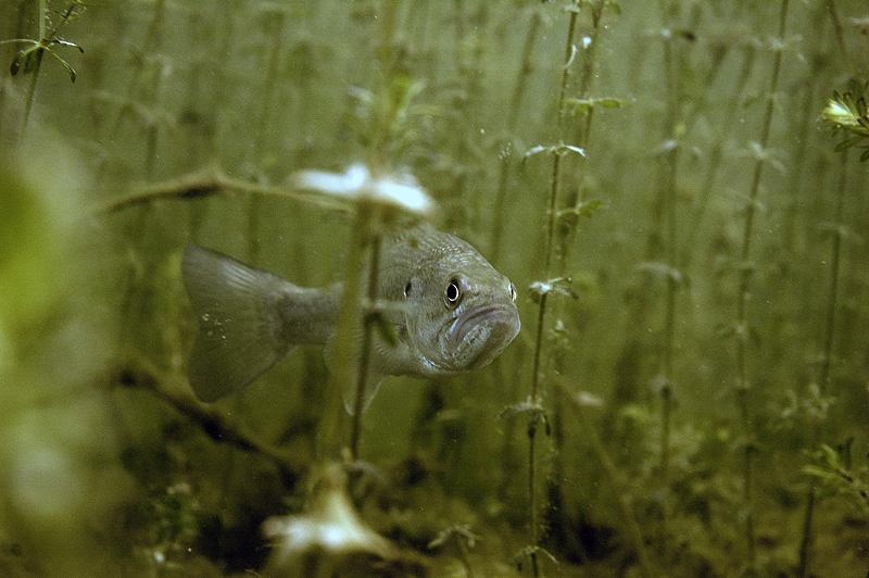 Curious Bass
