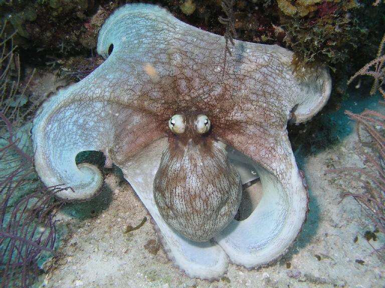 Curious fish