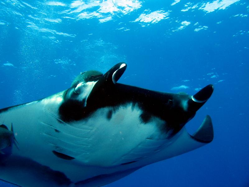 curled cephalic tentacles