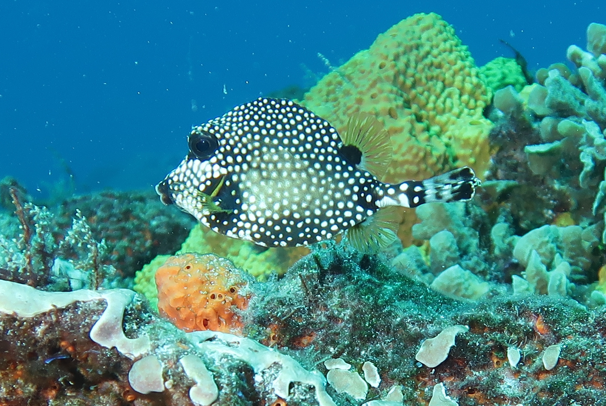 cute spots