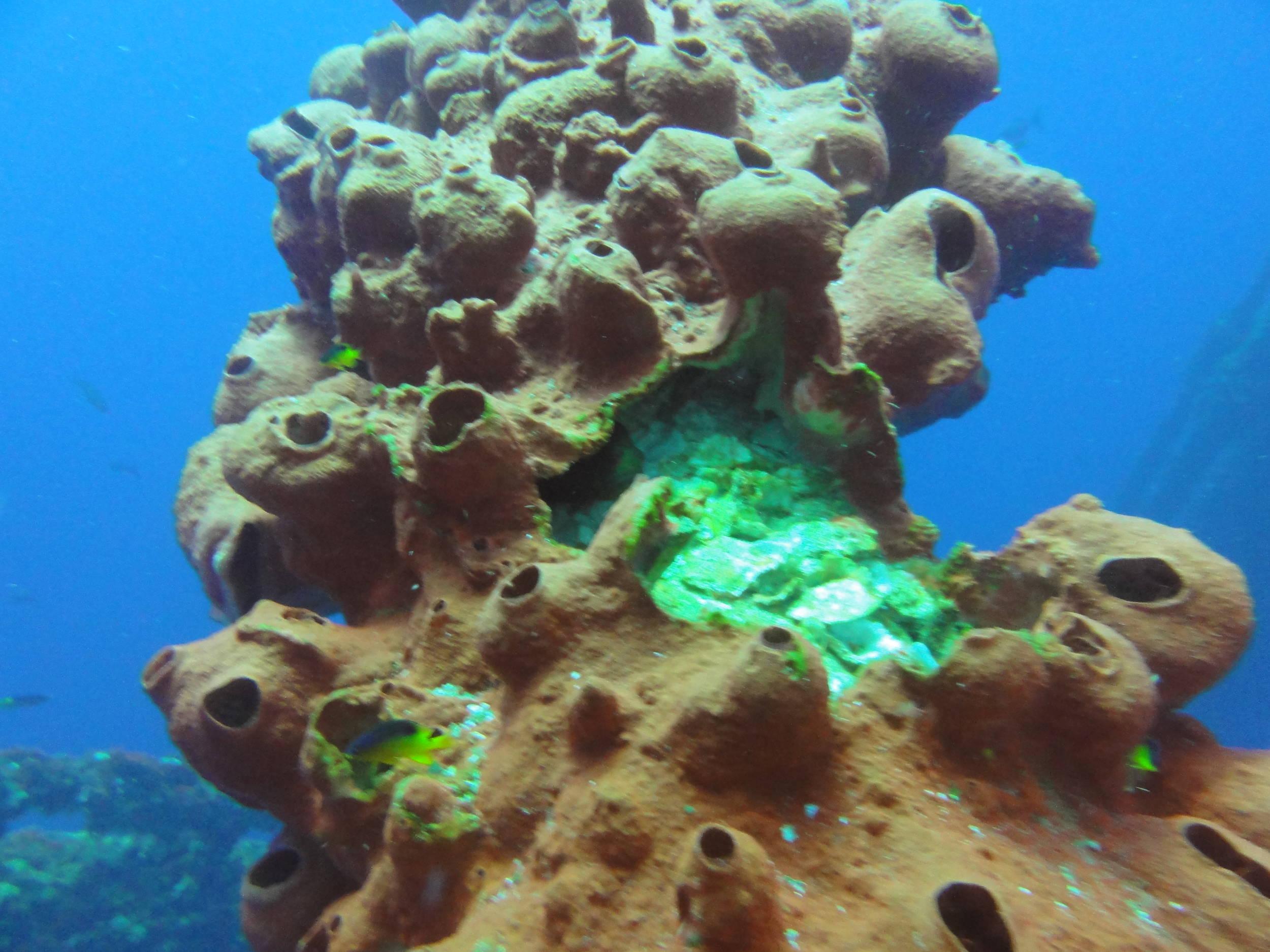 Damaged coral growth on rig jacket