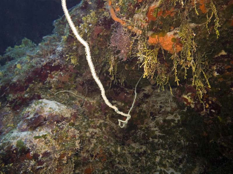 Damsels in the distance