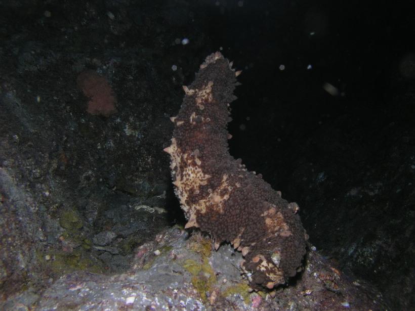 dance of the sea cucumbers