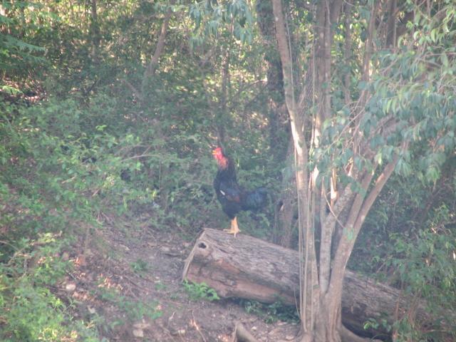 Dang rooster