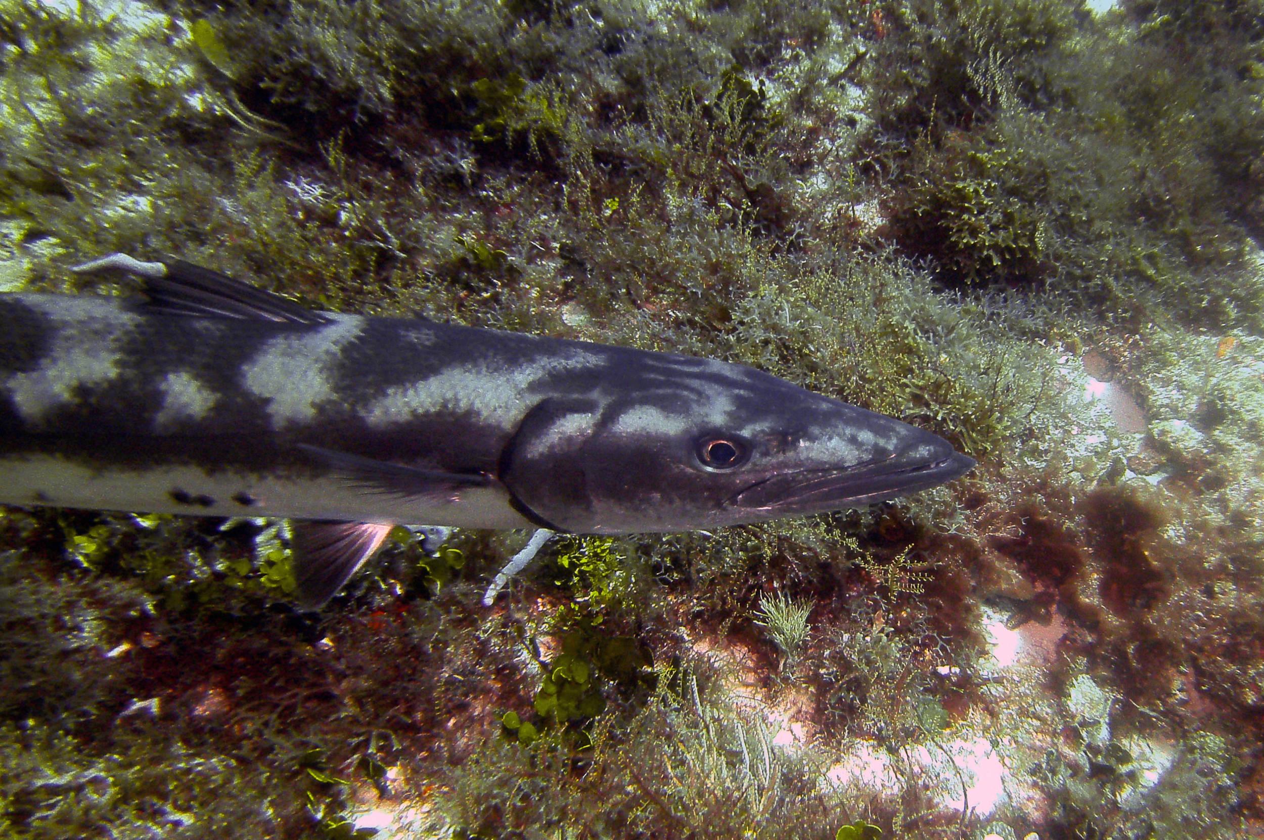 darker_barracuda