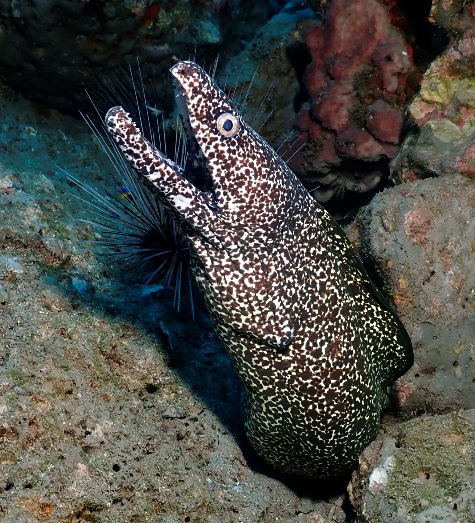 Dat's a moray