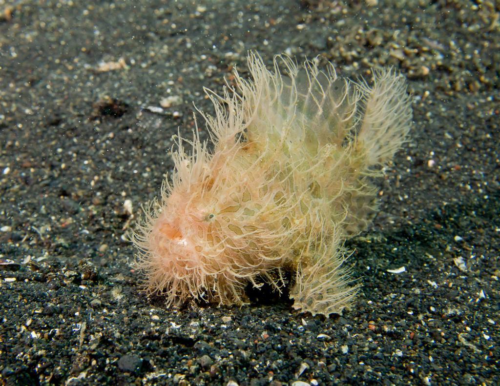 December - Nudilover - Hairy Frogfish