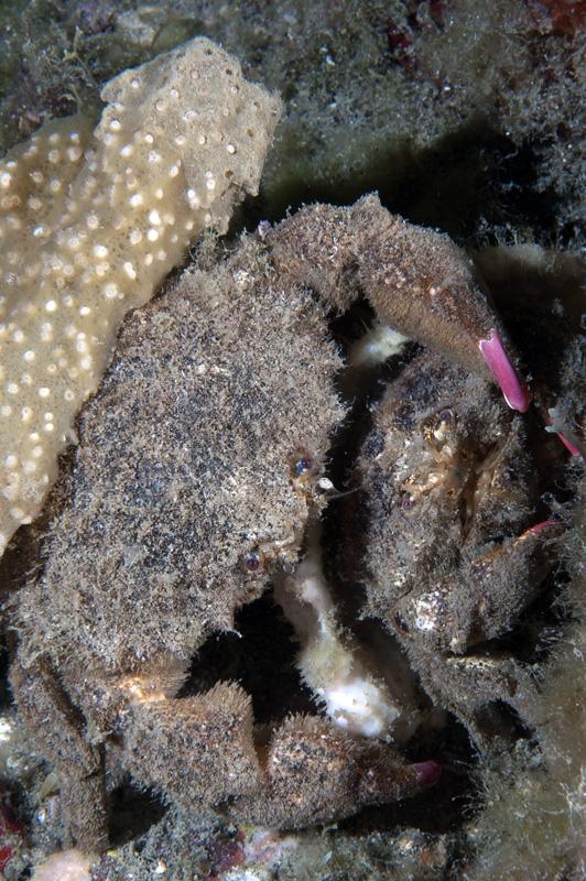 Decorator Crab Love