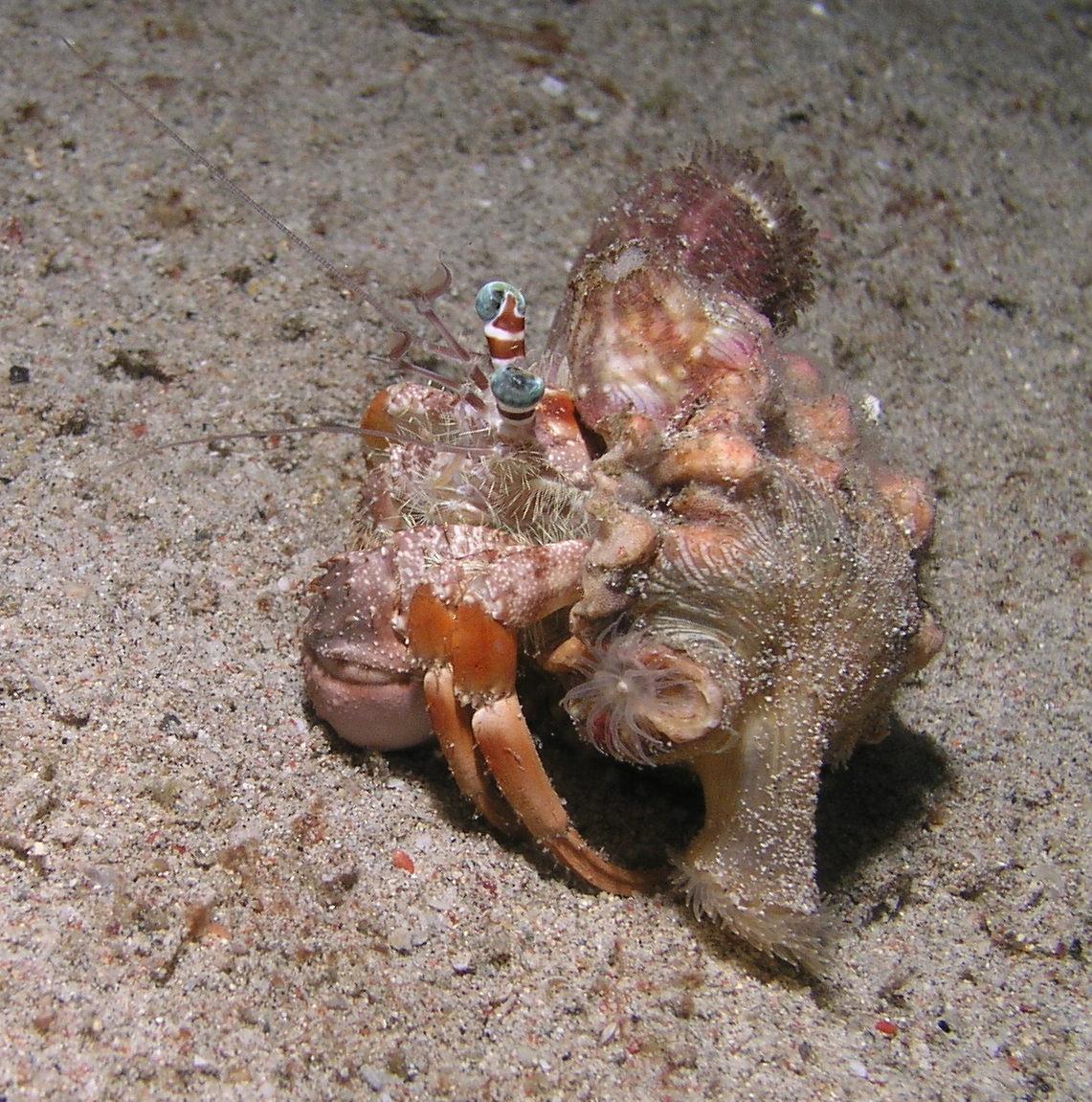 decorator crab