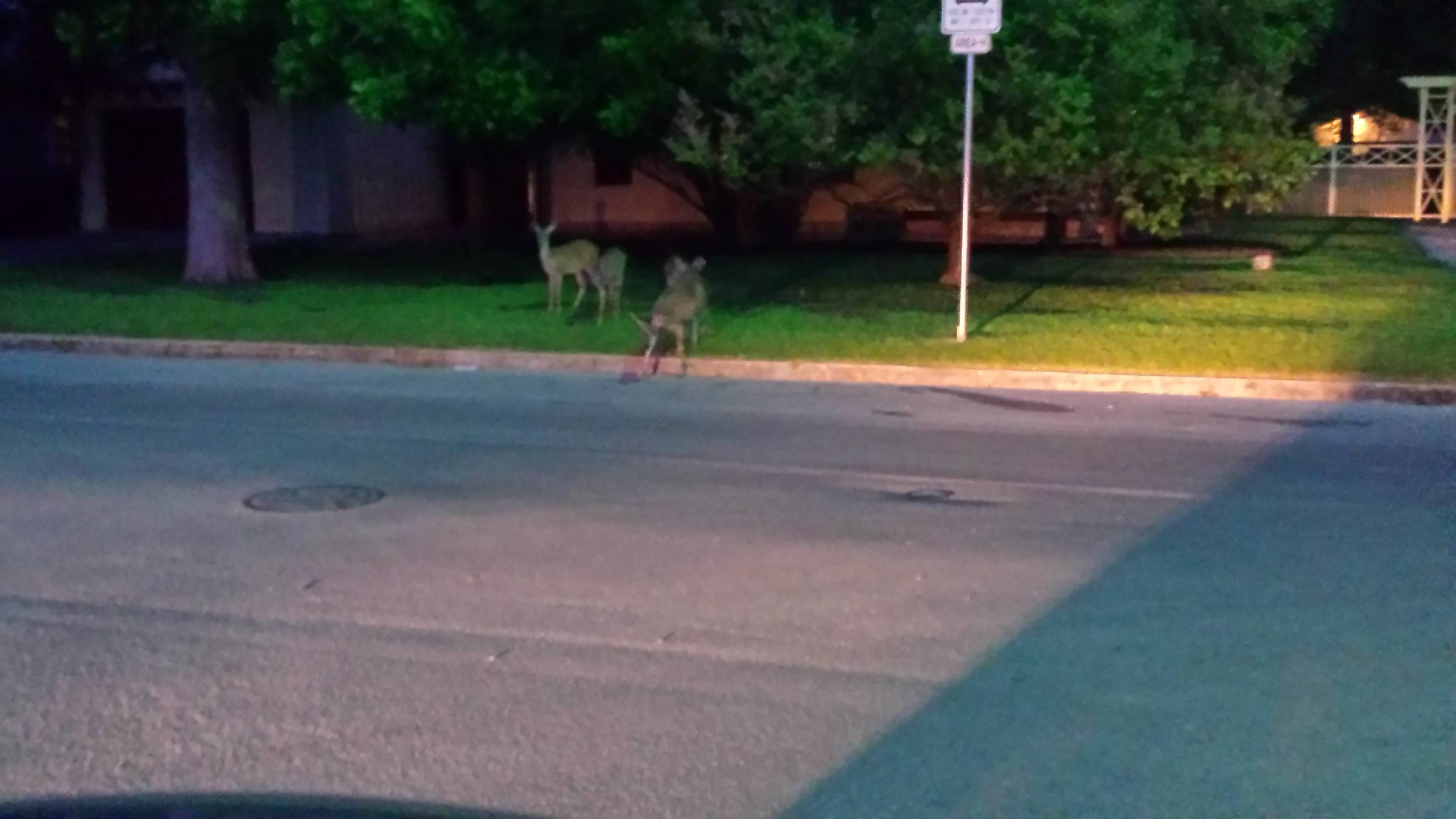 Deer anyone?