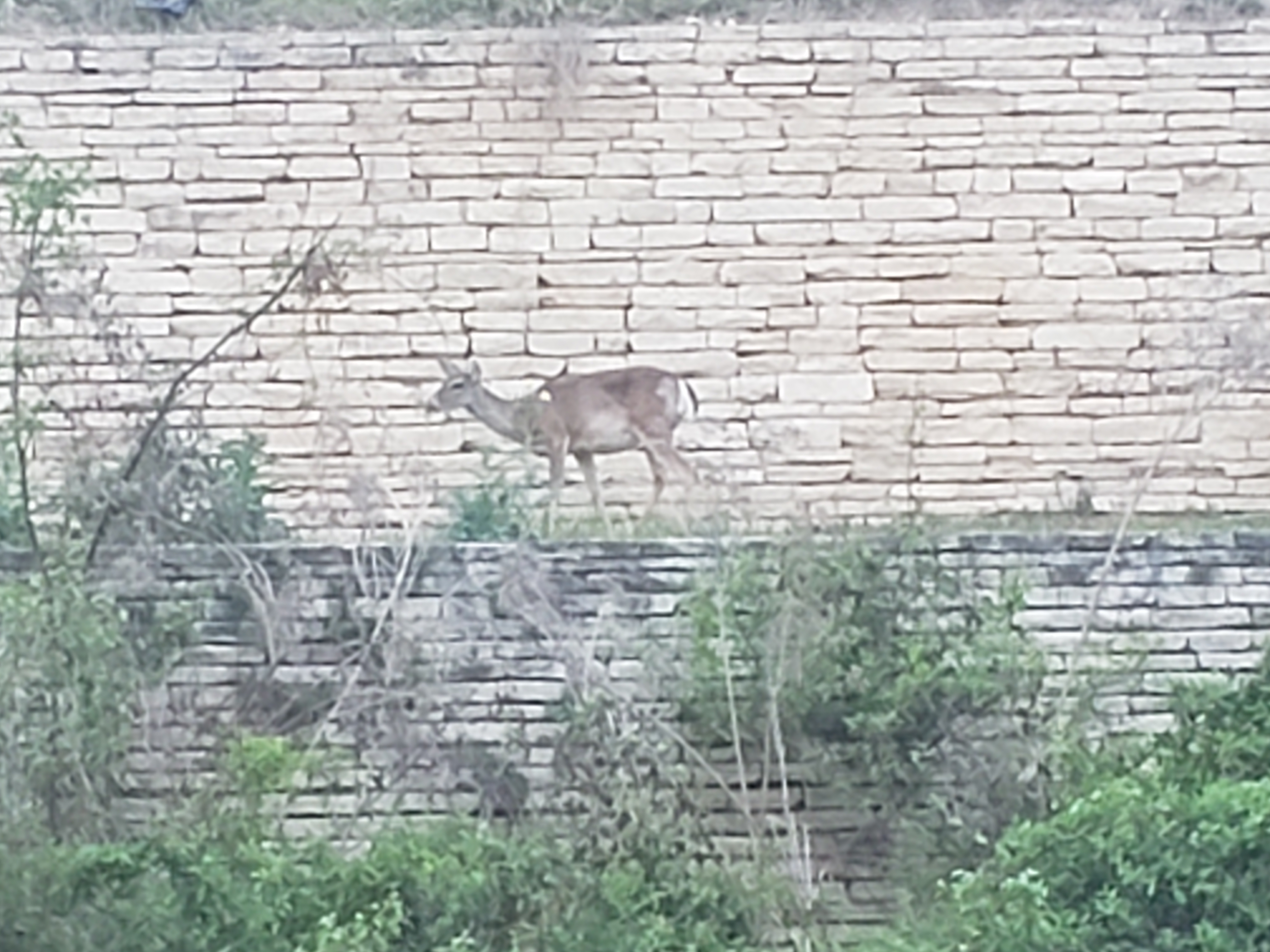 Deer on the other side of the river