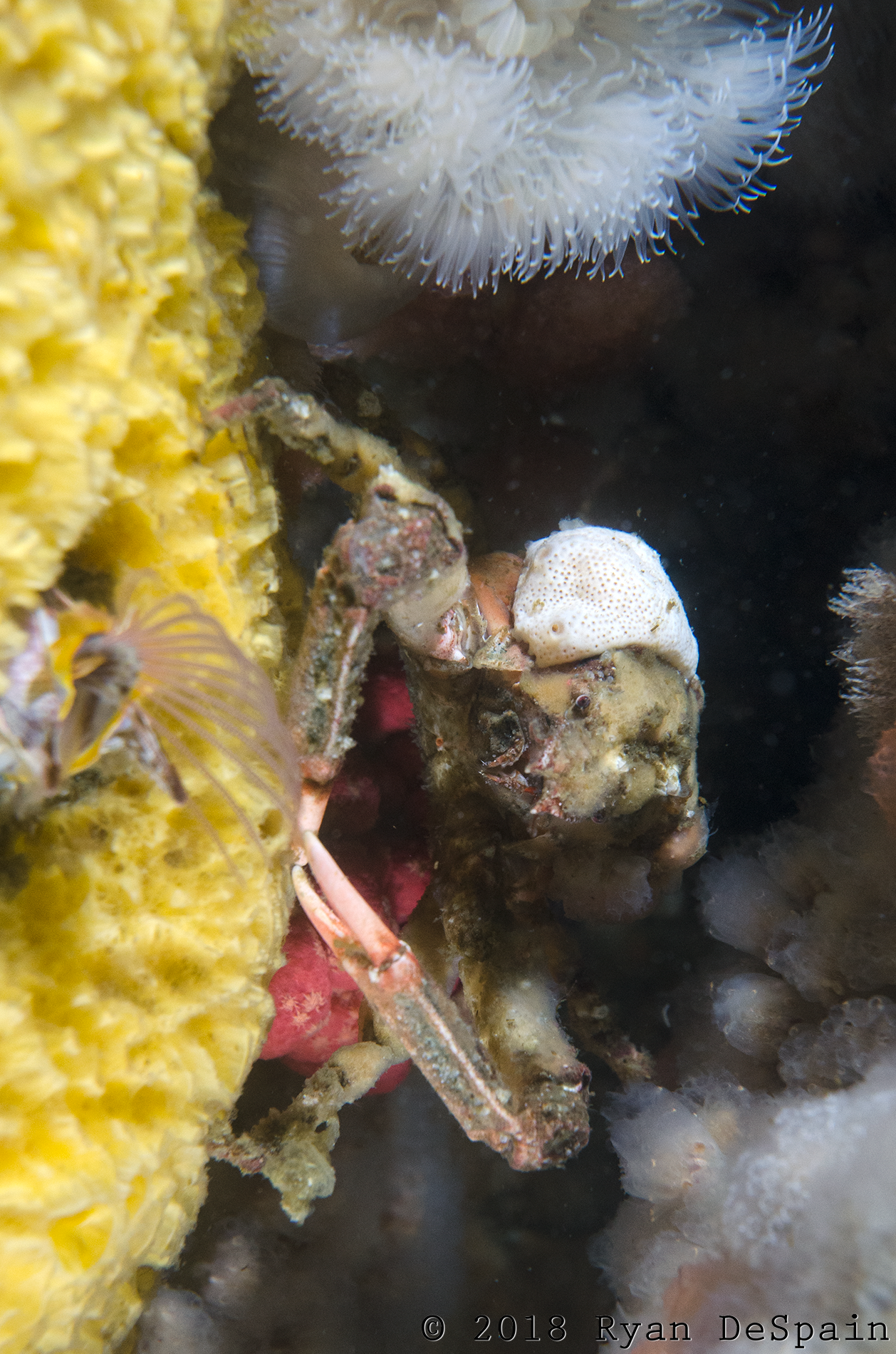 Disillussioned Crab