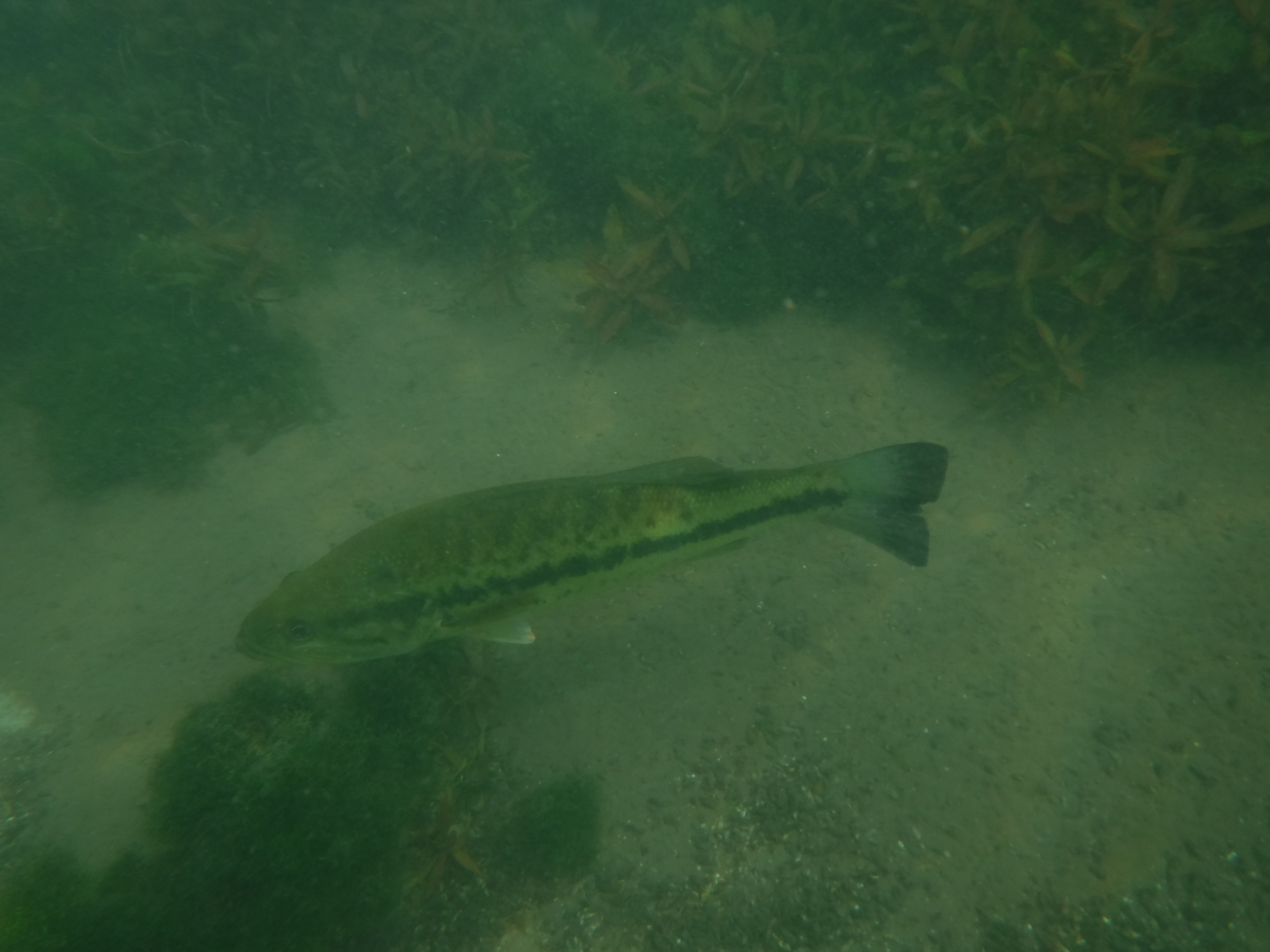 Dive 06 - Big Bass.JPG