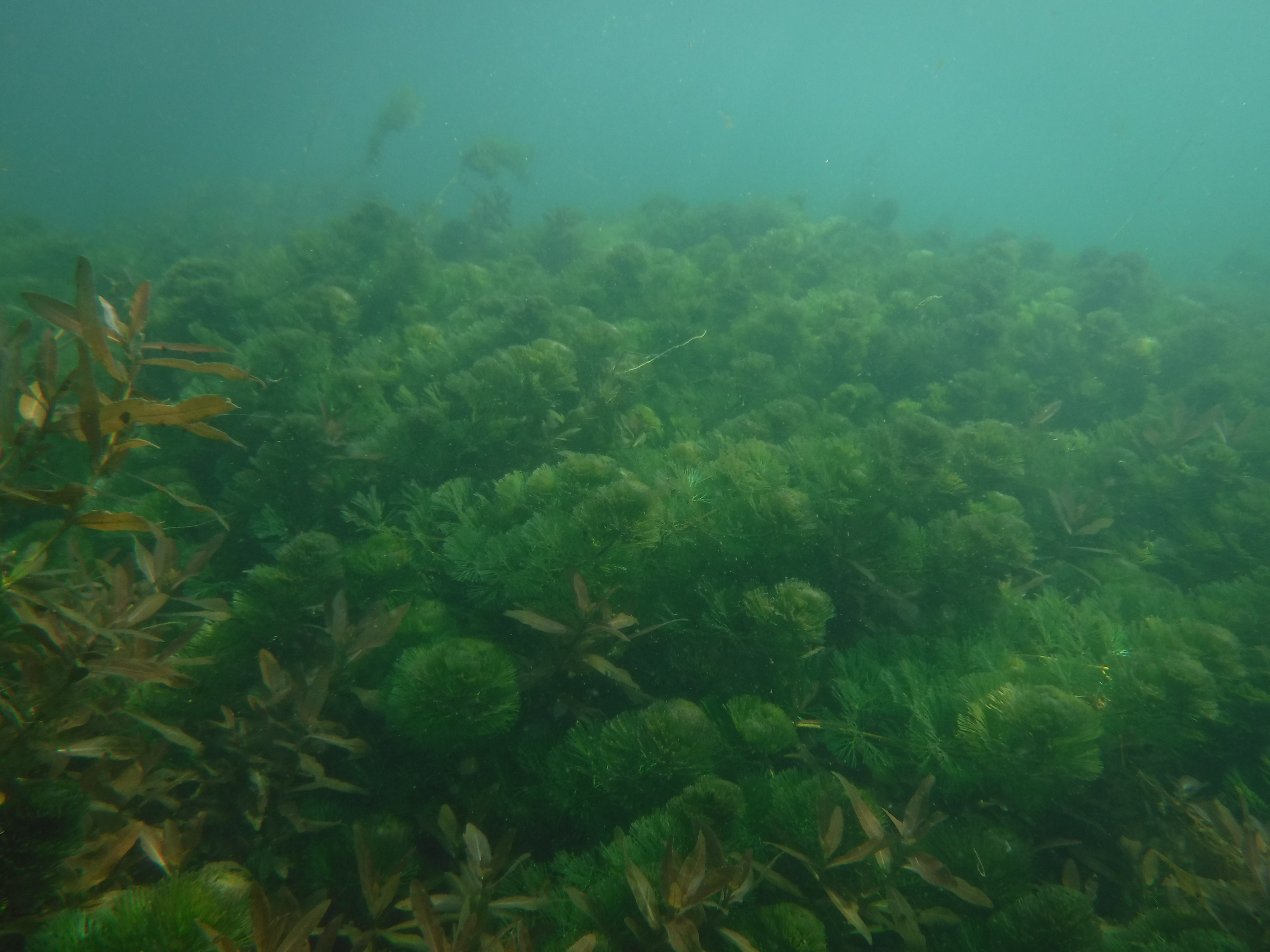 Dive 07 - Comal Grass.JPG