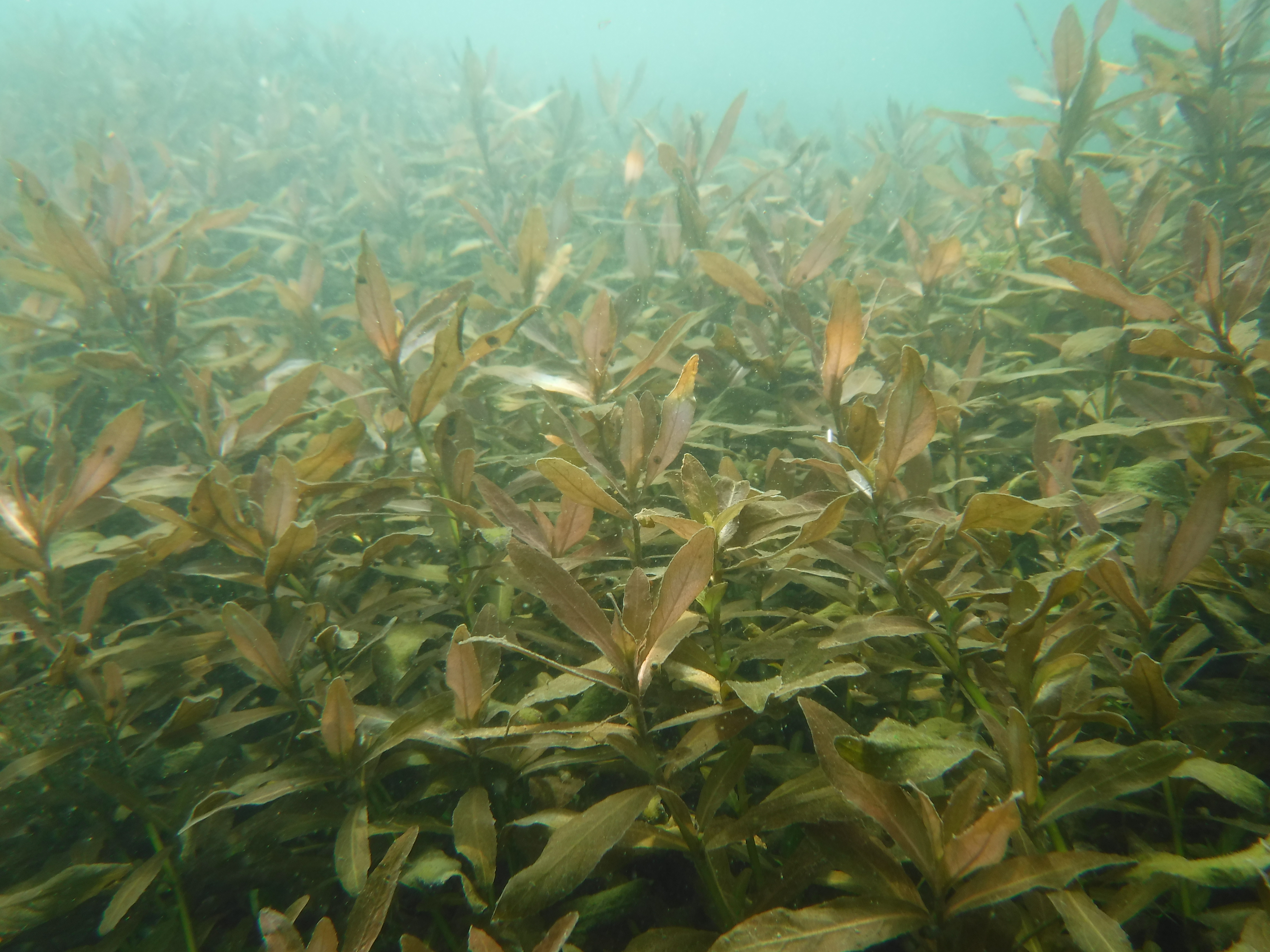 Dive 08 - Comal Grass.JPG