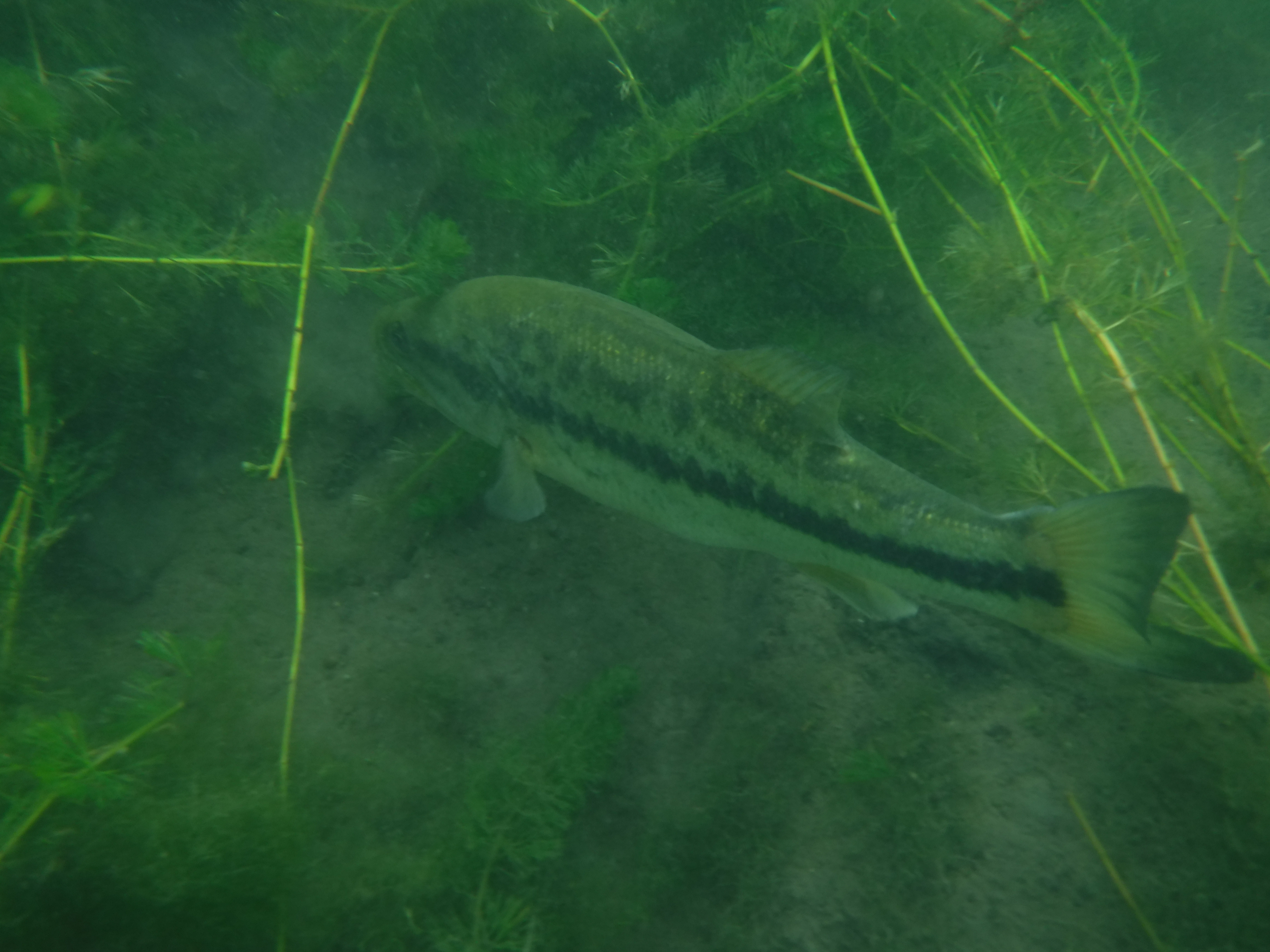 Dive 14 - Big Bass.JPG