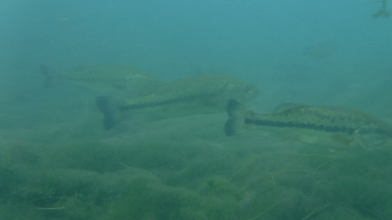 Dive 15 - Bass Trio.png