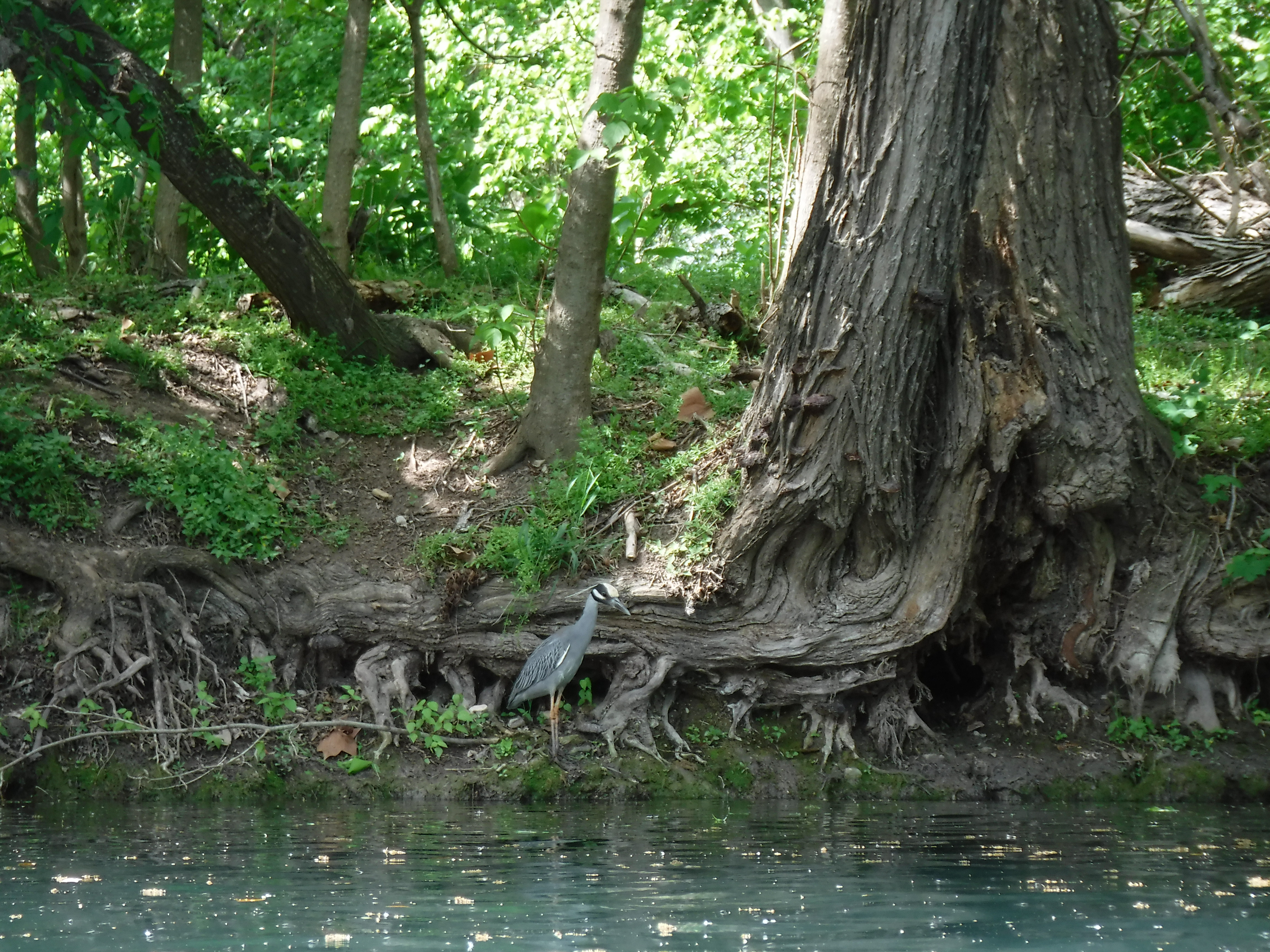 Dive 19 - Yellow Crowned Night Heron.JPG