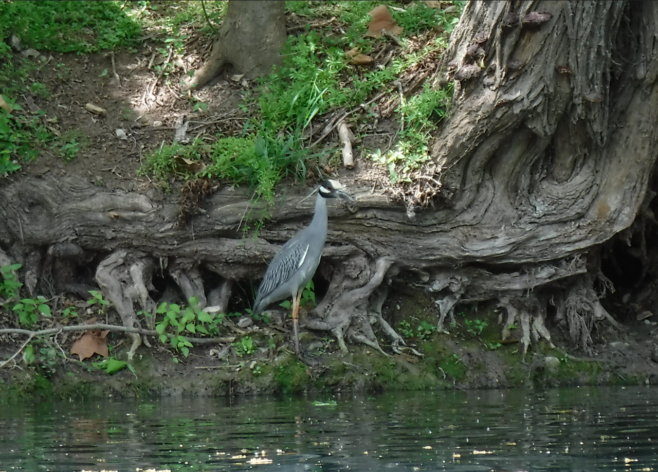 Dive 20 - Yellow Crowned Night Heron hunts for lunch.png