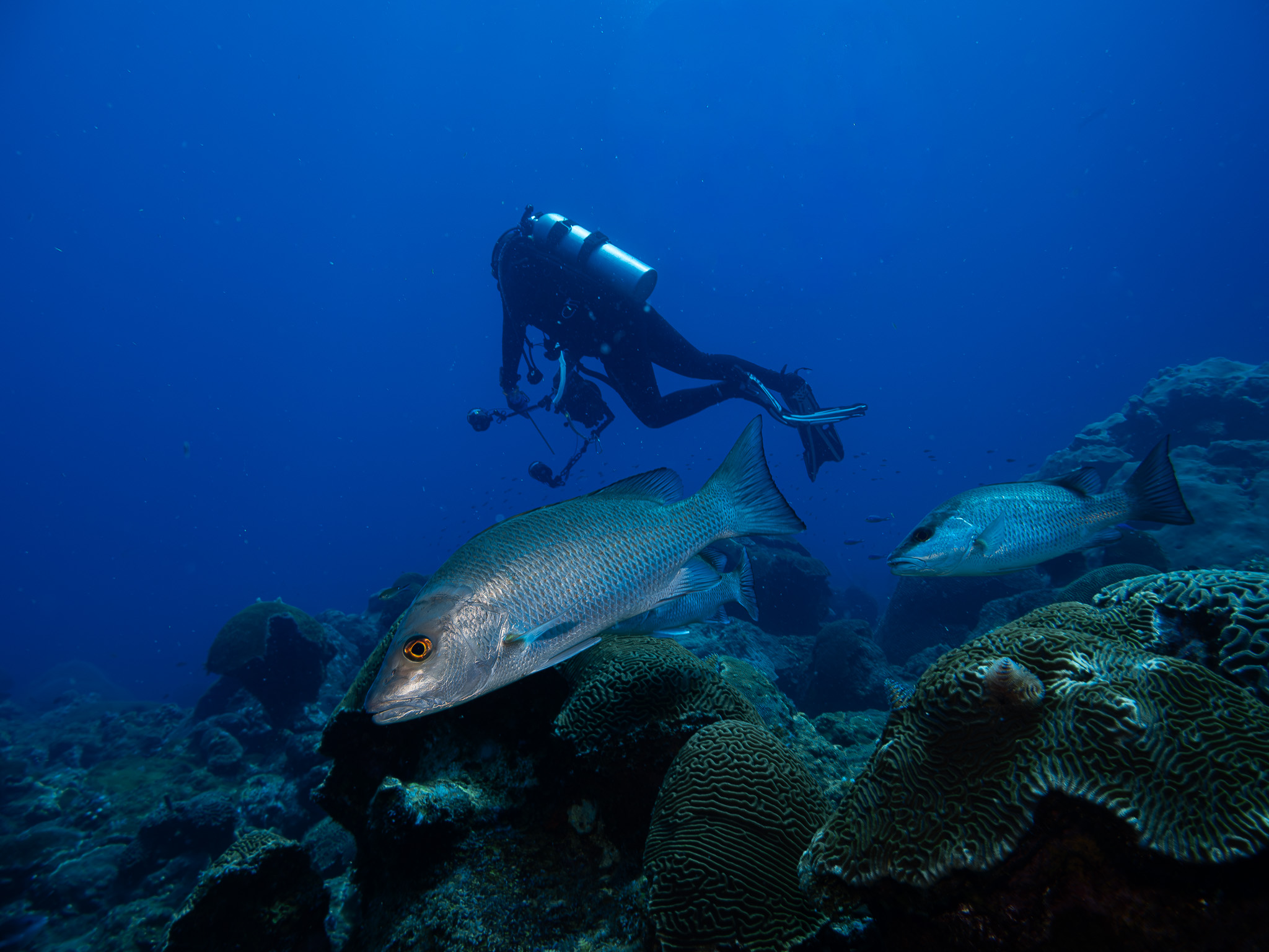 Dive Buddies...