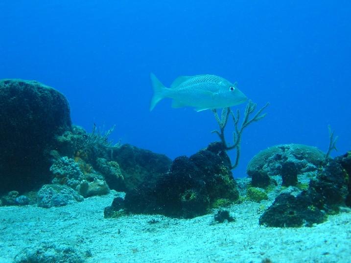 Dive Car