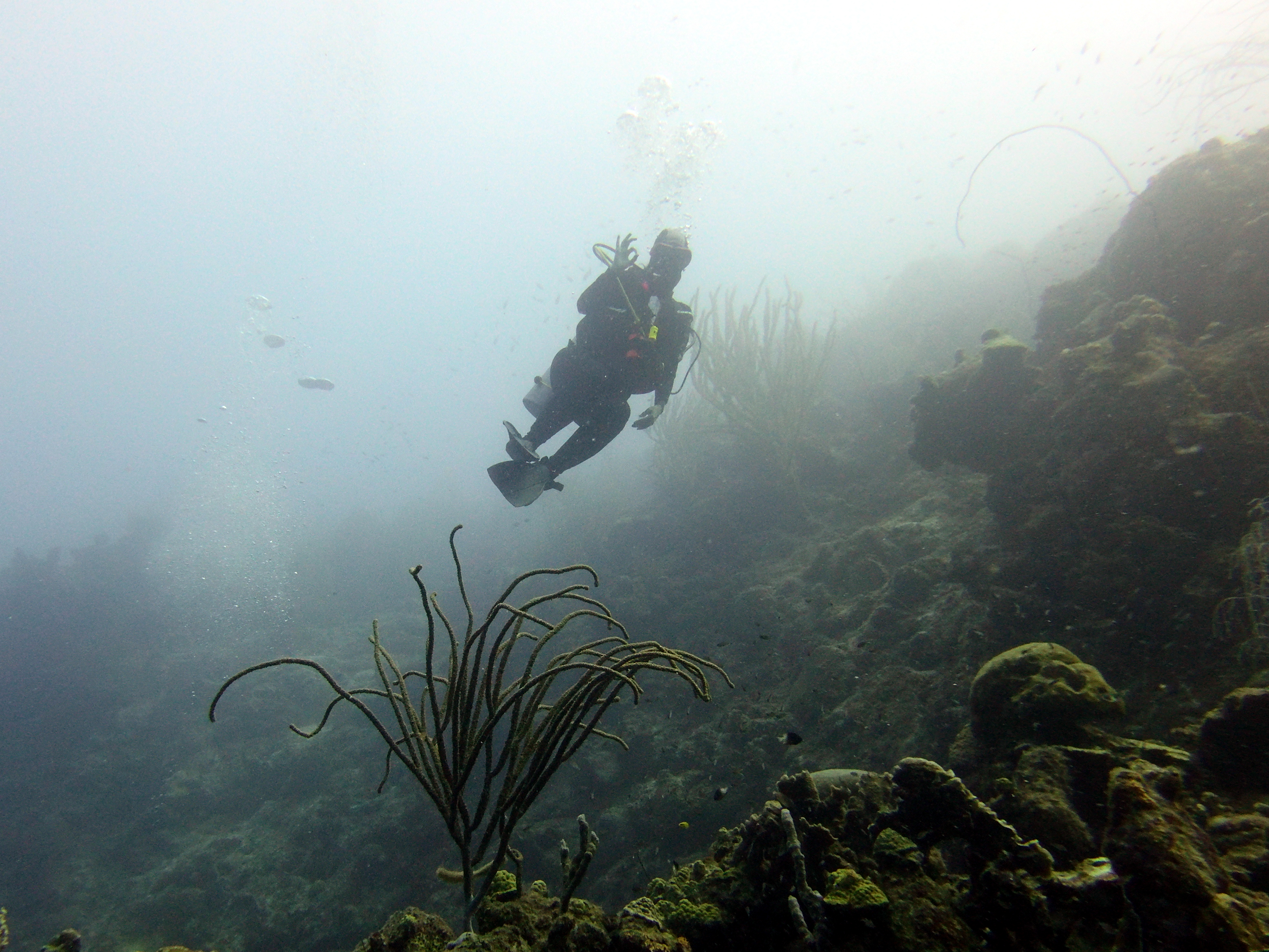 Diver_T