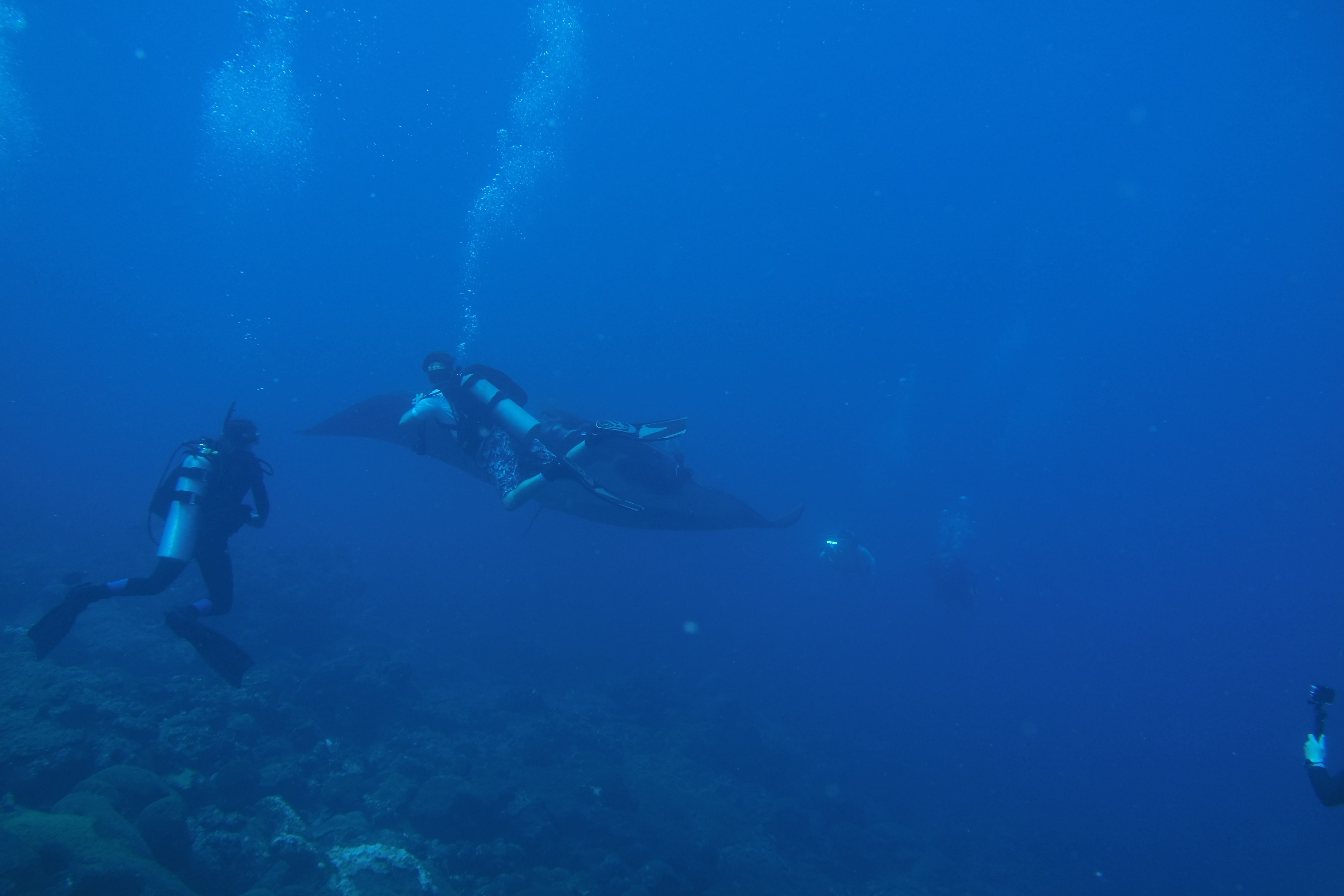 Divers in front of the huge manta on West Bank #1