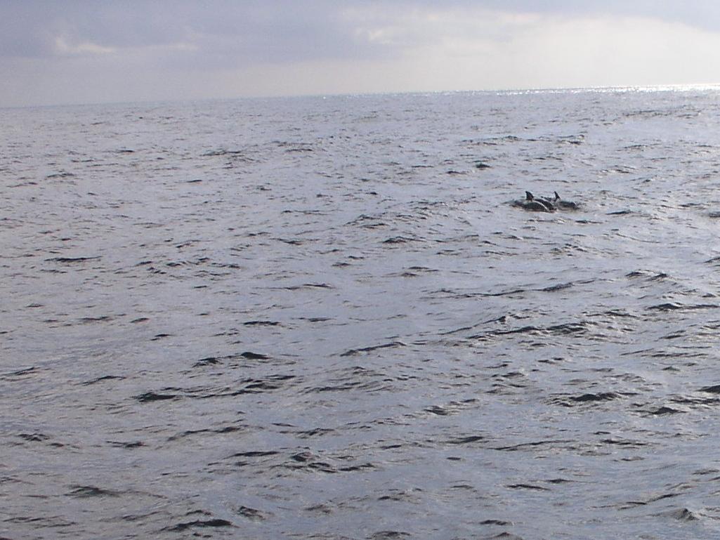 dolphin pod