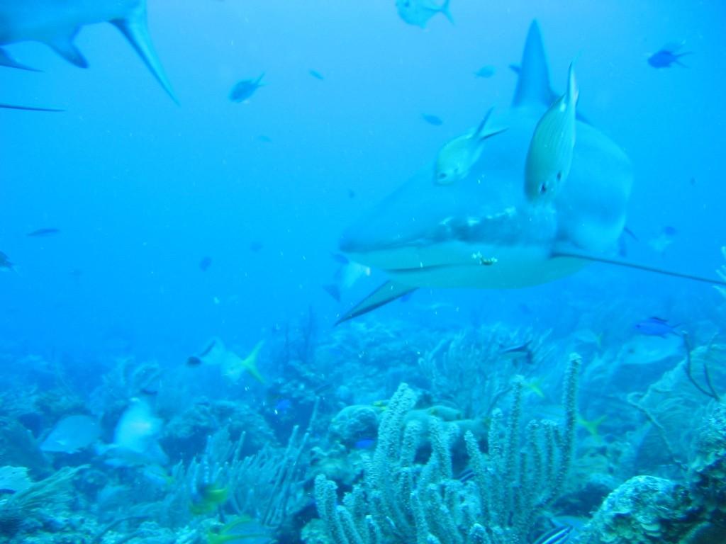 Dolphin pod