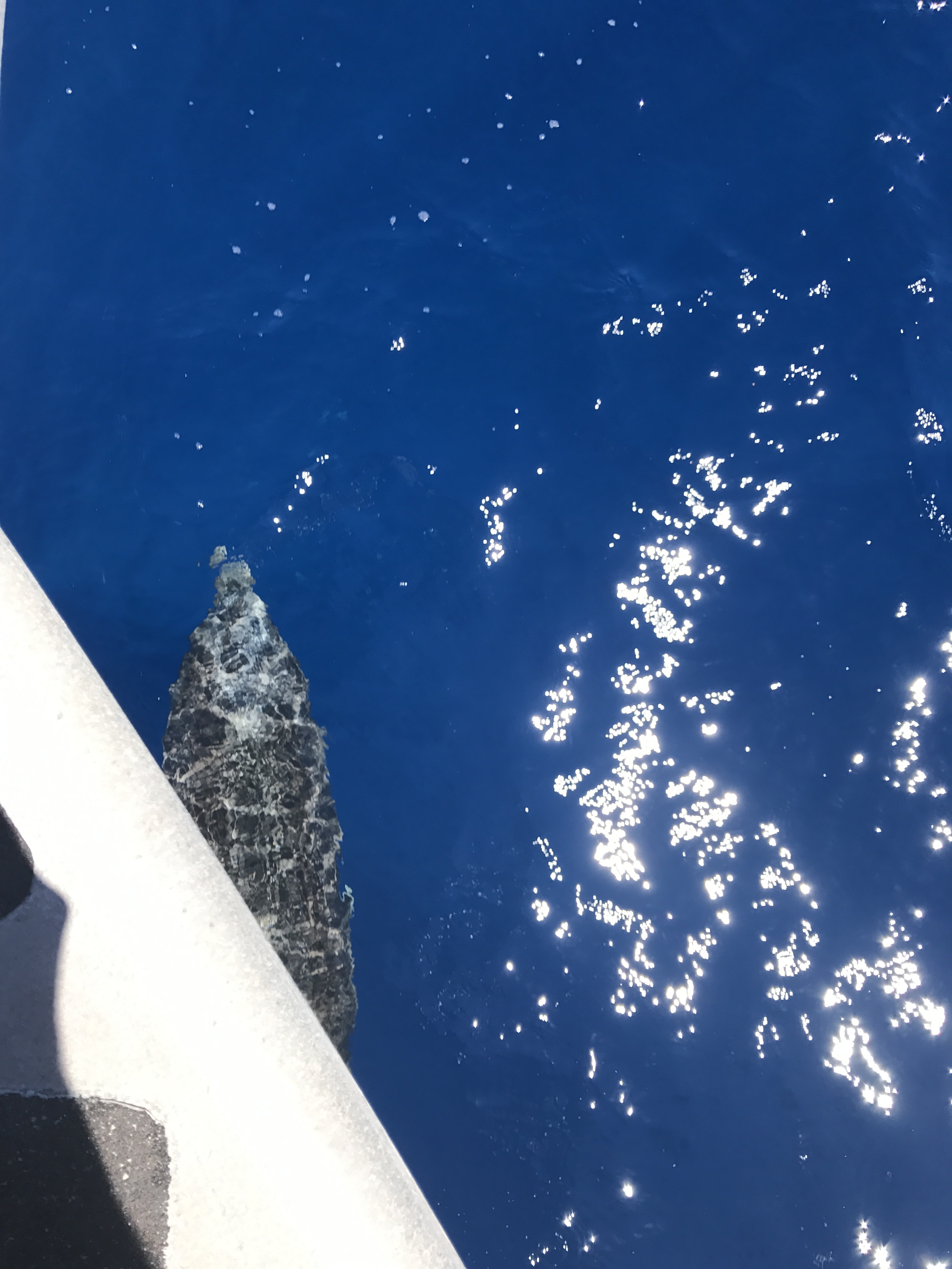 dolphins off the bow