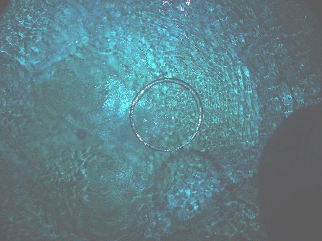 Dos Ojos - airbubbles from DM Ross