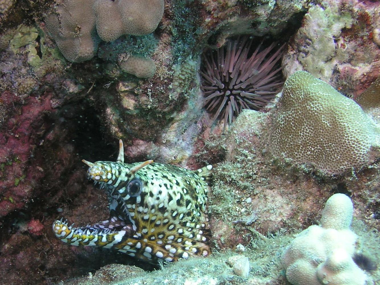 dragon moray