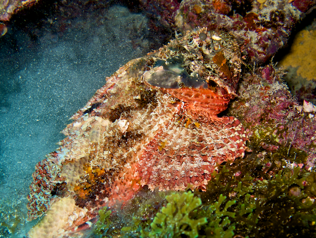 DryTortuga2009PNG1_293487