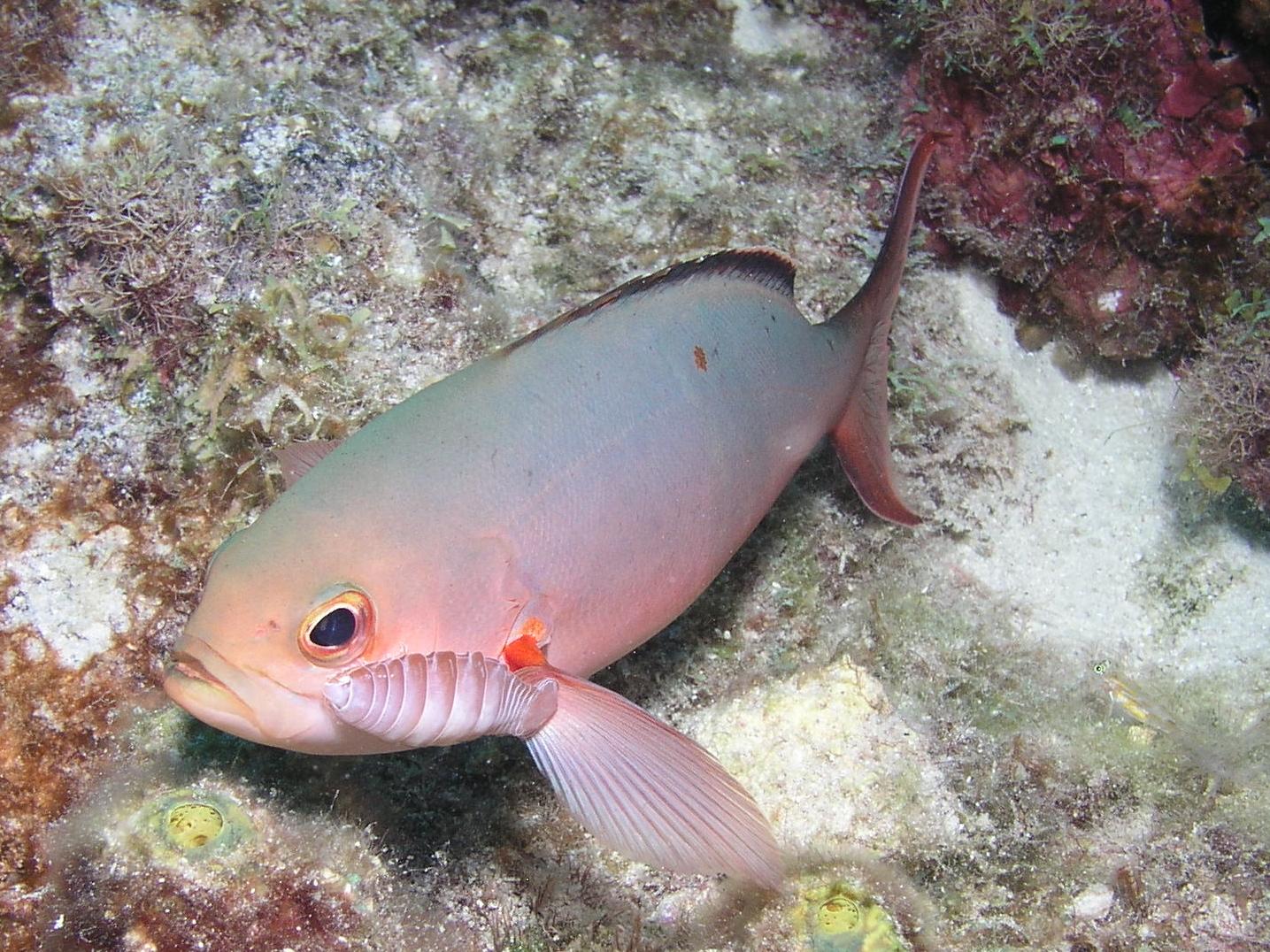 Dude, little help here?