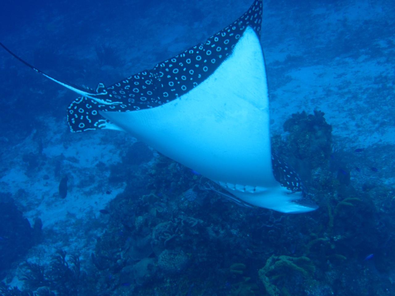 Eagle Ray Swooping