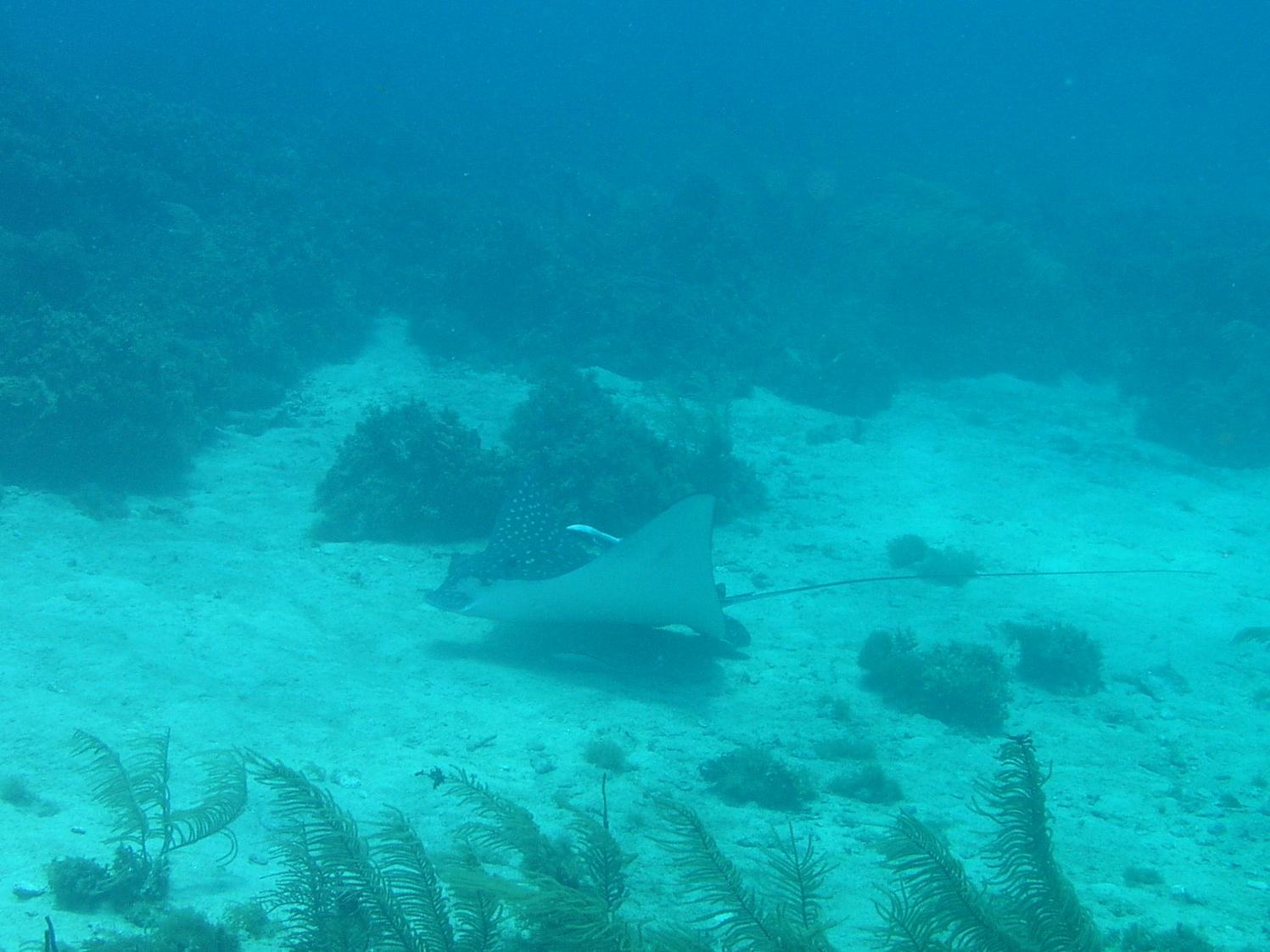 Eagle ray