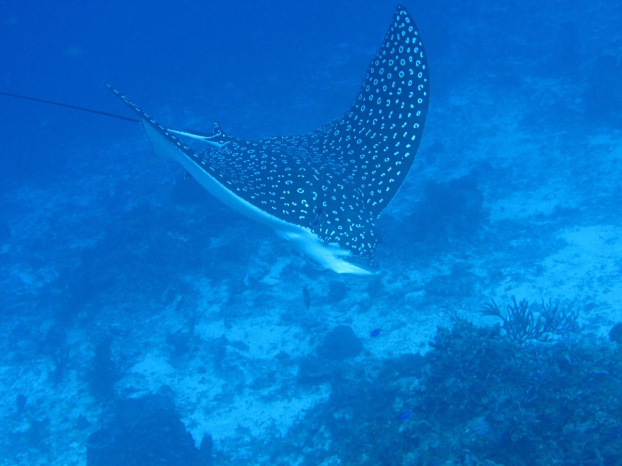 Eagle Ray