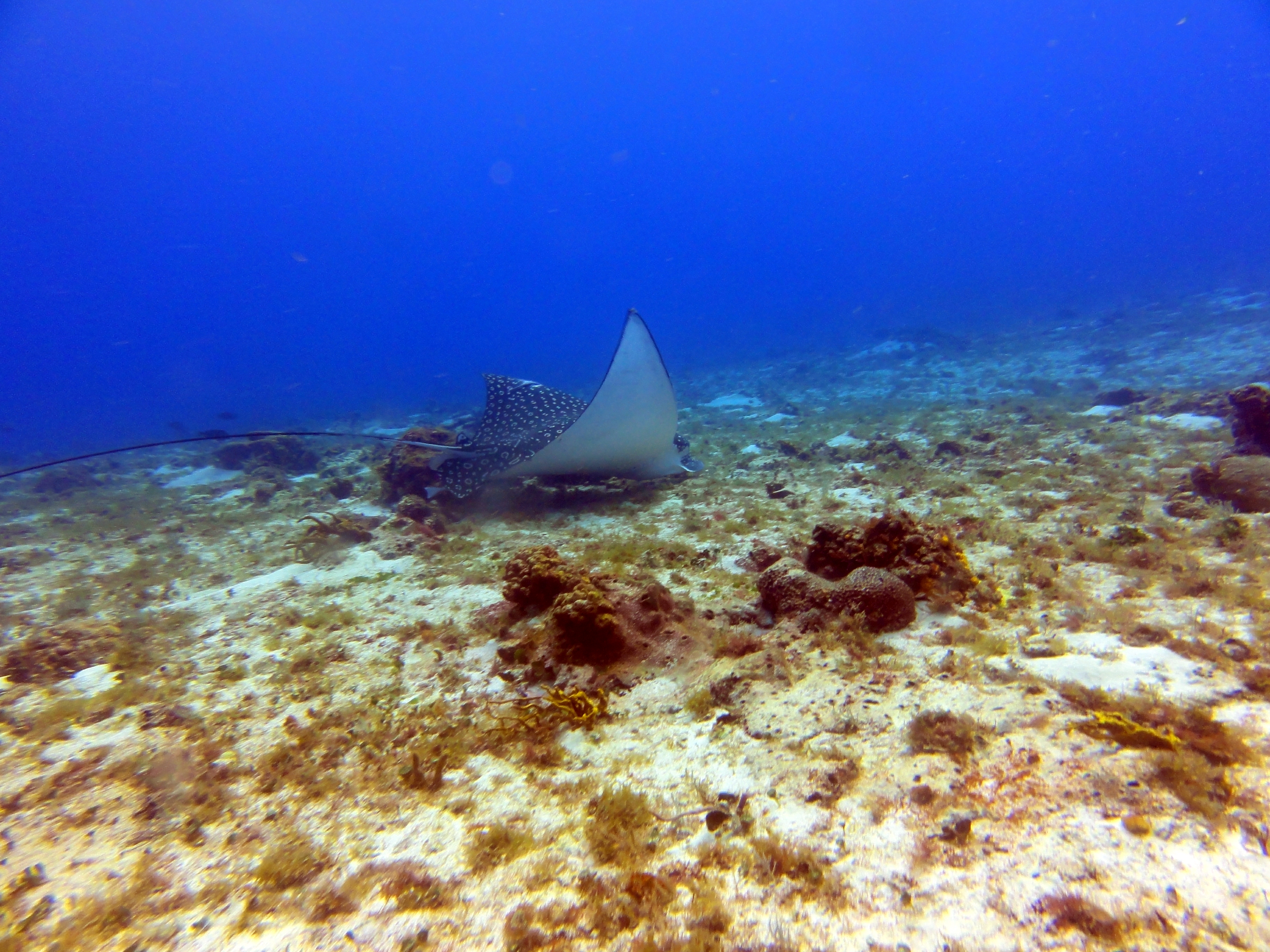 Eagle ray