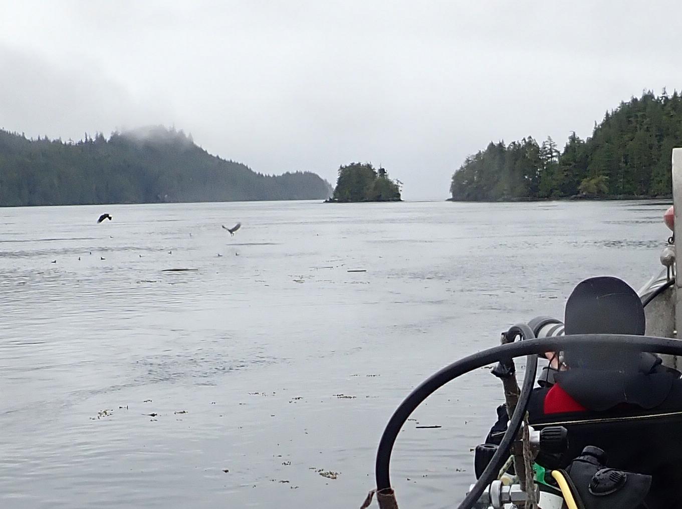 Eagles swooping in for some snacks