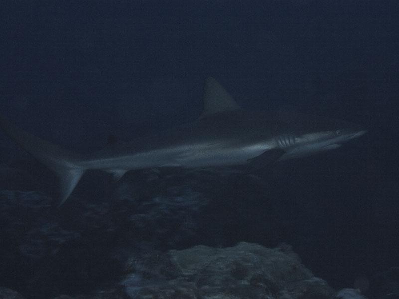 Early morning shark buzz