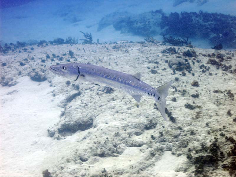 Eddy, Sushi Boy & BJDiver