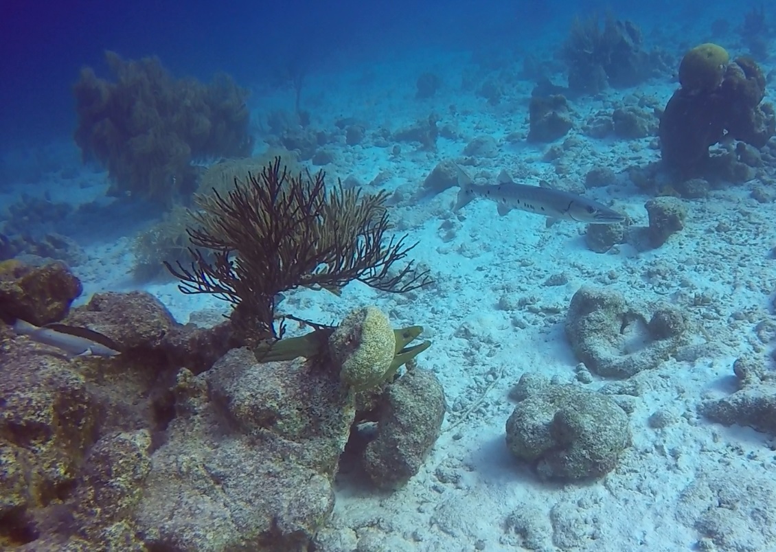 Eel And Baracuda