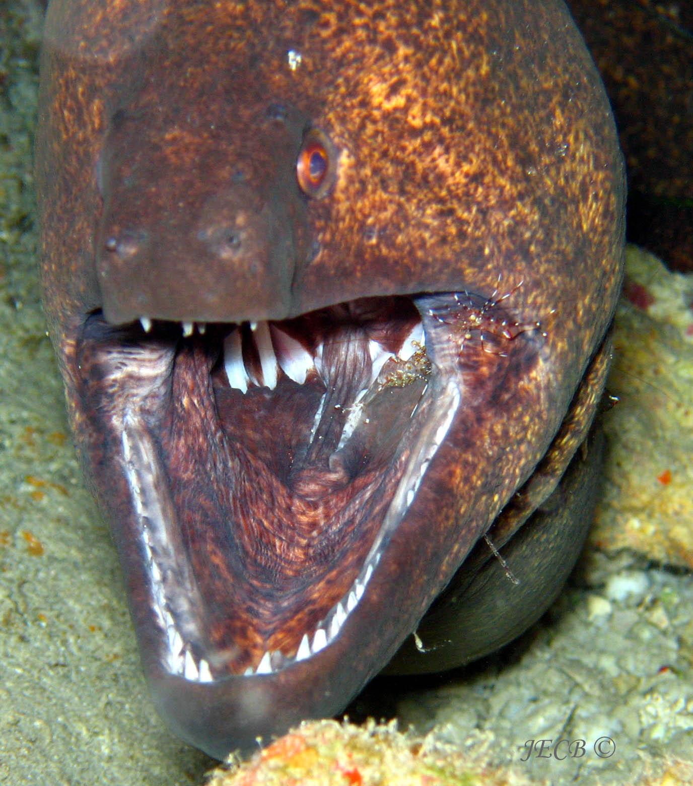 Eel Cleaning Station