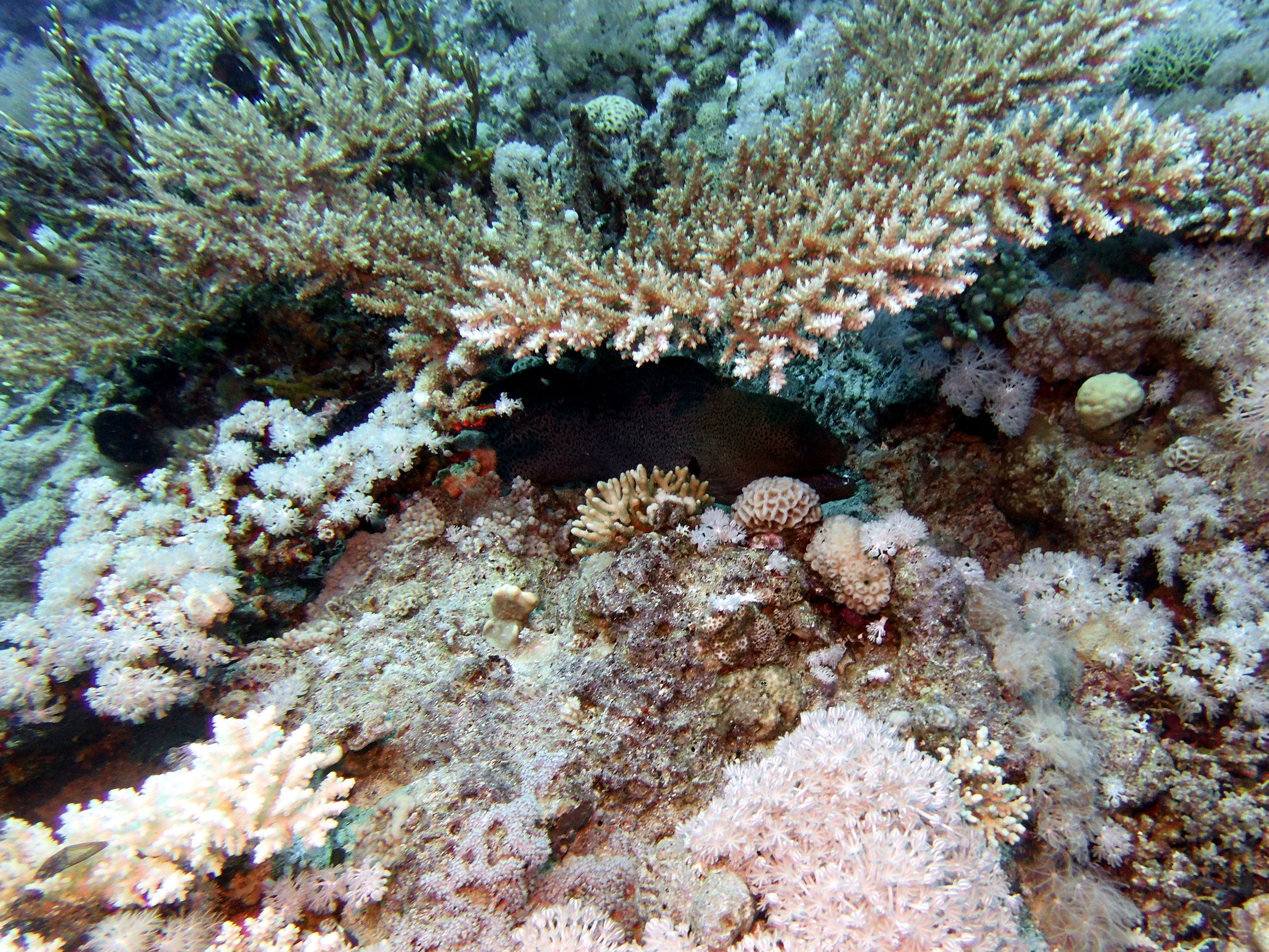 Eel hiding under table coral at Shark Reef