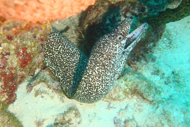 Eel
