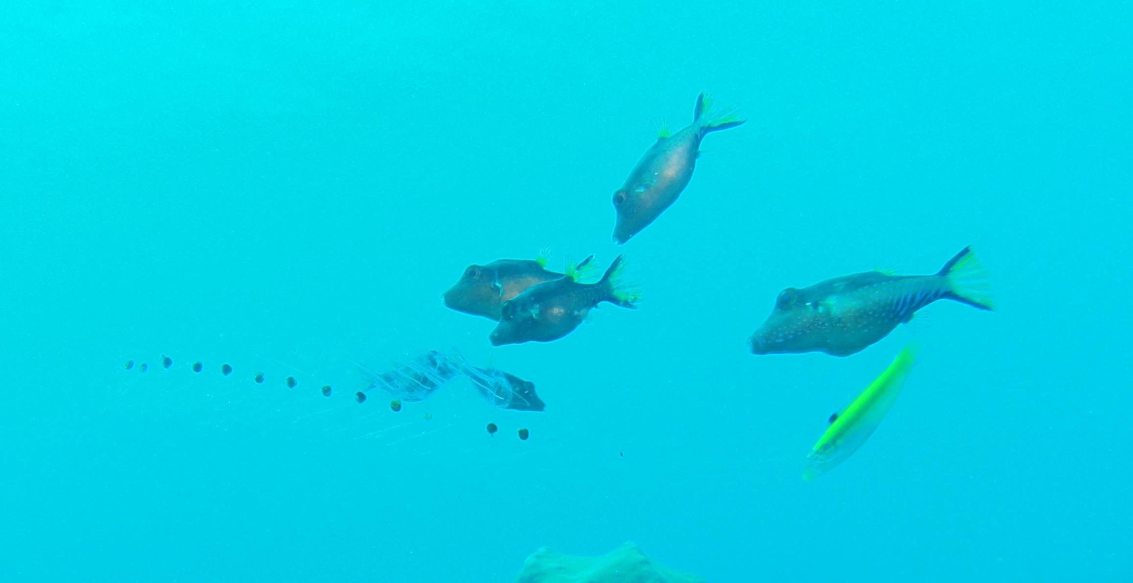 Eggsack or similar being eaten